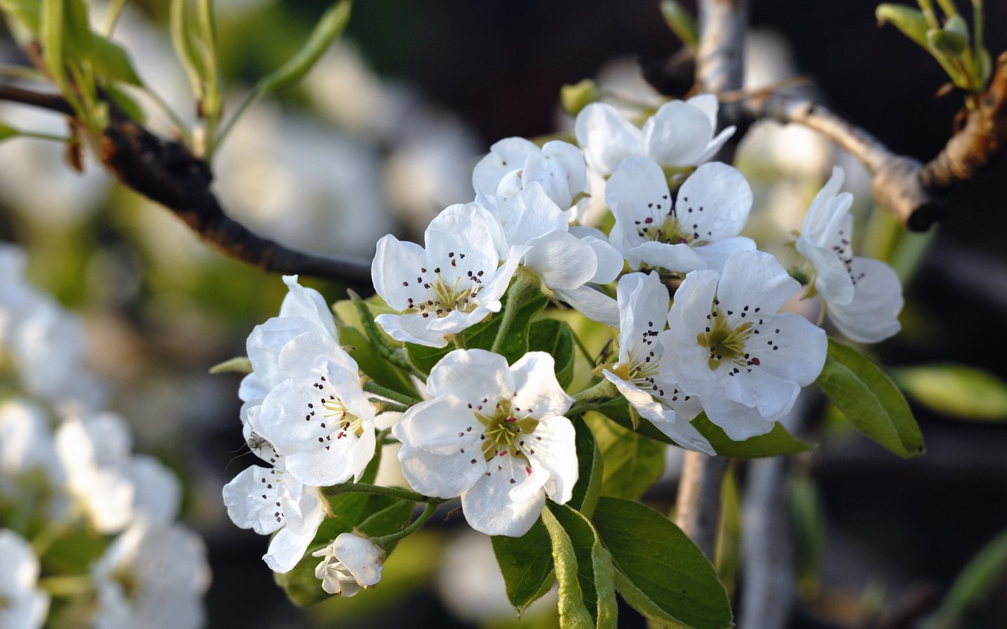 Обои цветение, весна, яблоня, flowering, spring, apple разрешение 3872x2592 Загрузить