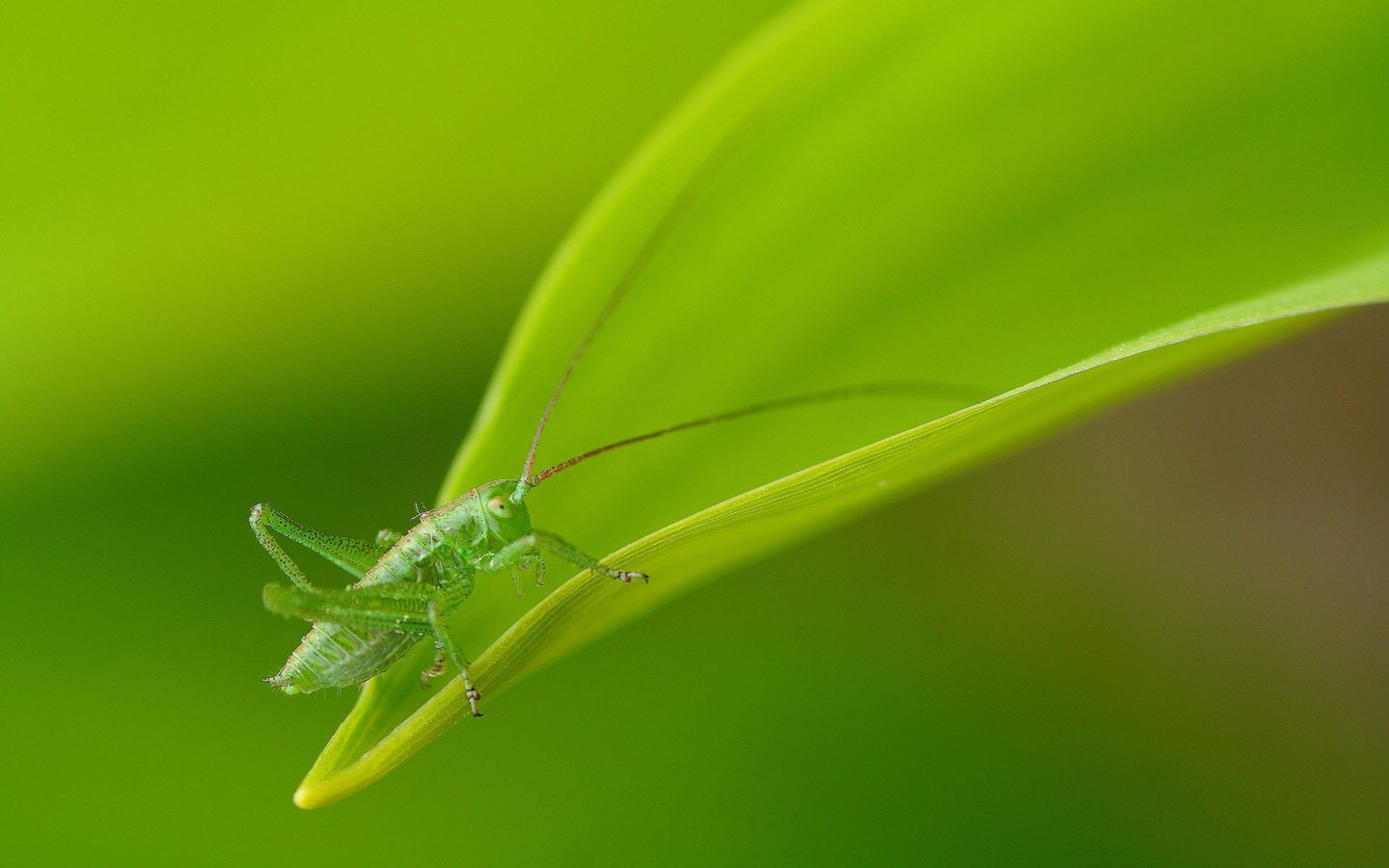 Обои природа, насекомое, лист, кузнечик, nature, insect, sheet, grasshopper разрешение 1920x1200 Загрузить