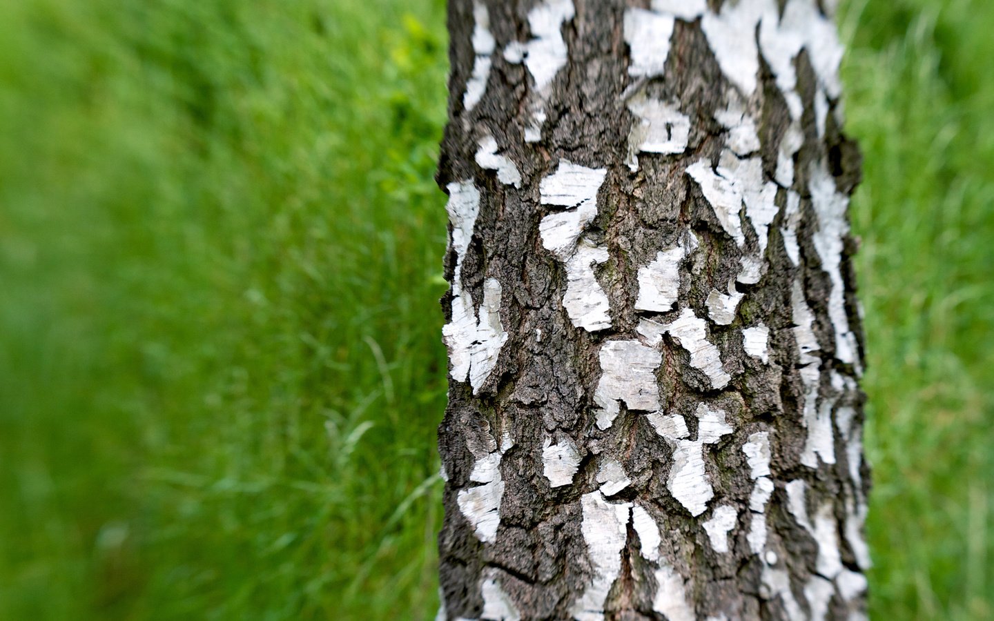 Обои трава, зелень, береза, grass, greens, birch разрешение 1920x1080 Загрузить