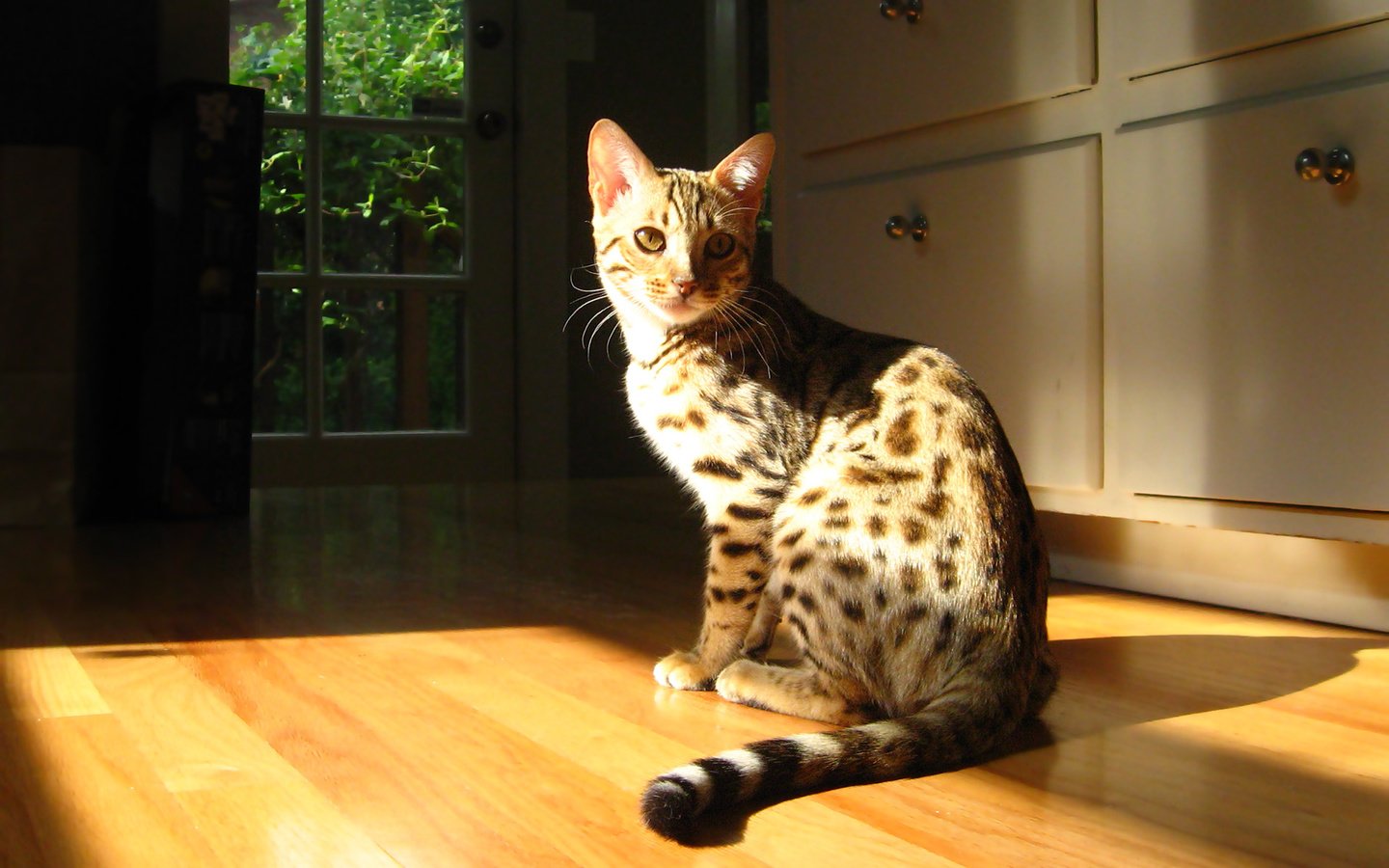 Обои свет, кошка, сидит, пол, бенгальская кошка, light, cat, sitting, floor, bengal cat разрешение 1920x1200 Загрузить