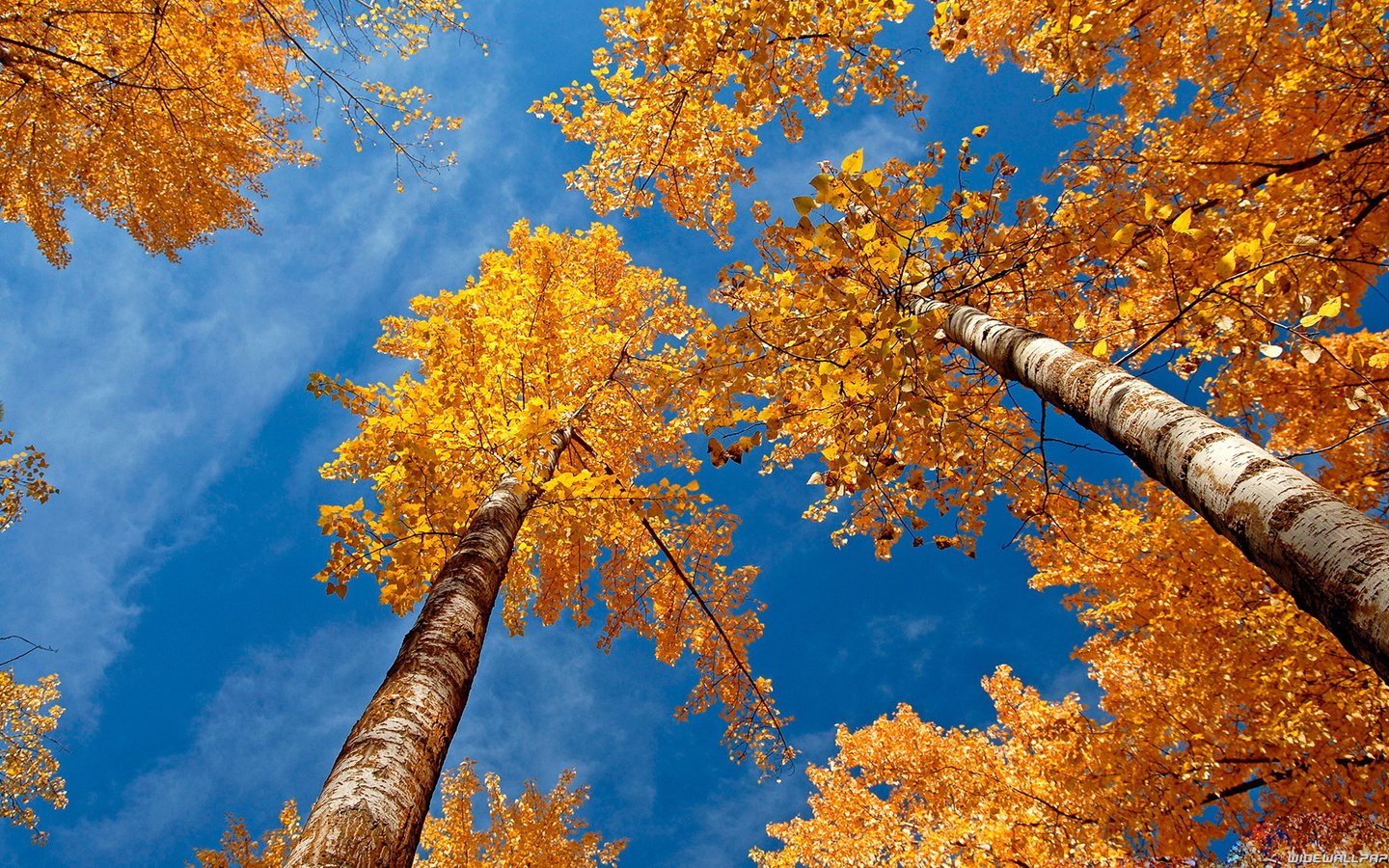 Обои небо, деревья, березы, осень, желтые листья, крона, вид снизу, the sky, trees, birch, autumn, yellow leaves, crown, bottom view разрешение 1920x1080 Загрузить