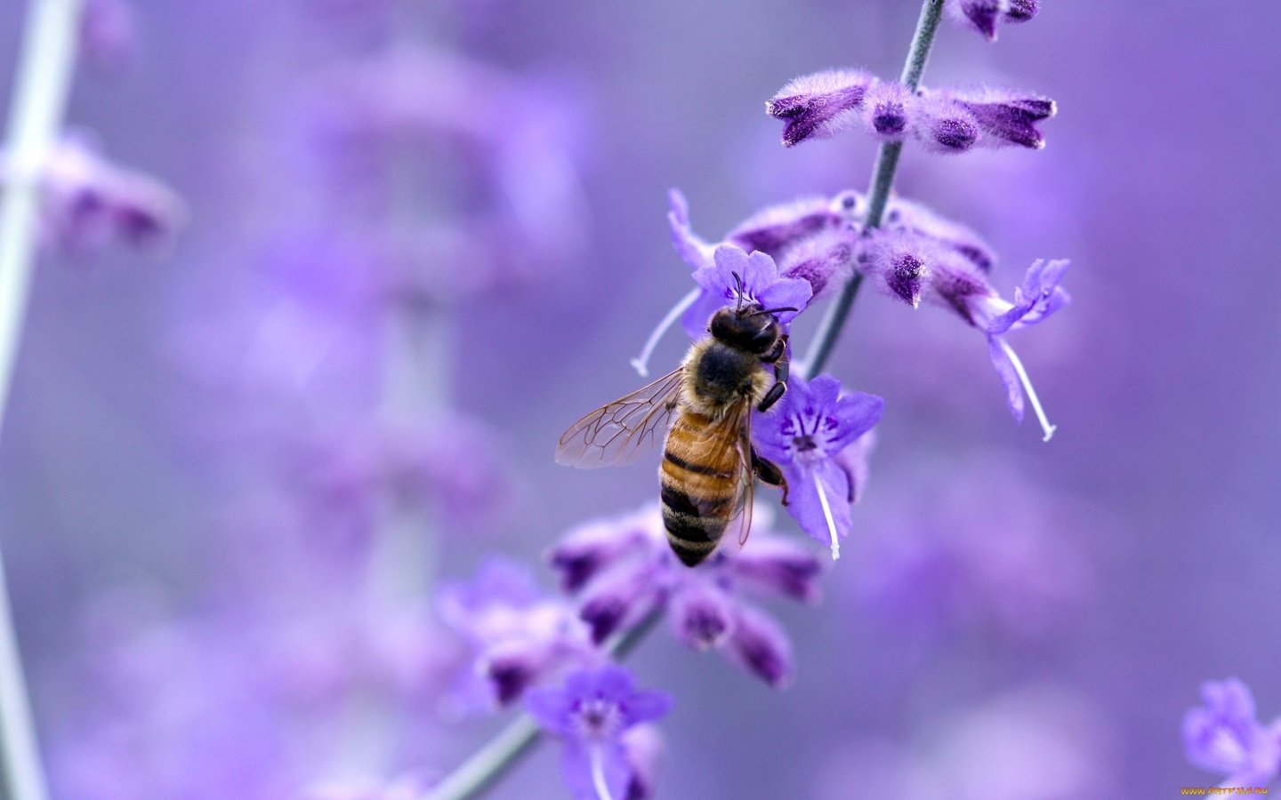 Обои макро, цветок, насекомые, пчела, macro, flower, insects, bee разрешение 1920x1200 Загрузить