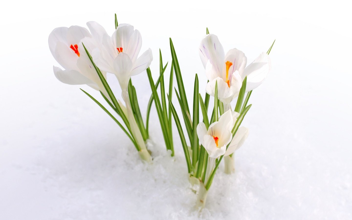 Обои цветы, снег, весна, первоцвет, крокусы, белые подснежники, flowers, snow, spring, primrose, crocuses, white snowdrops разрешение 1920x1154 Загрузить