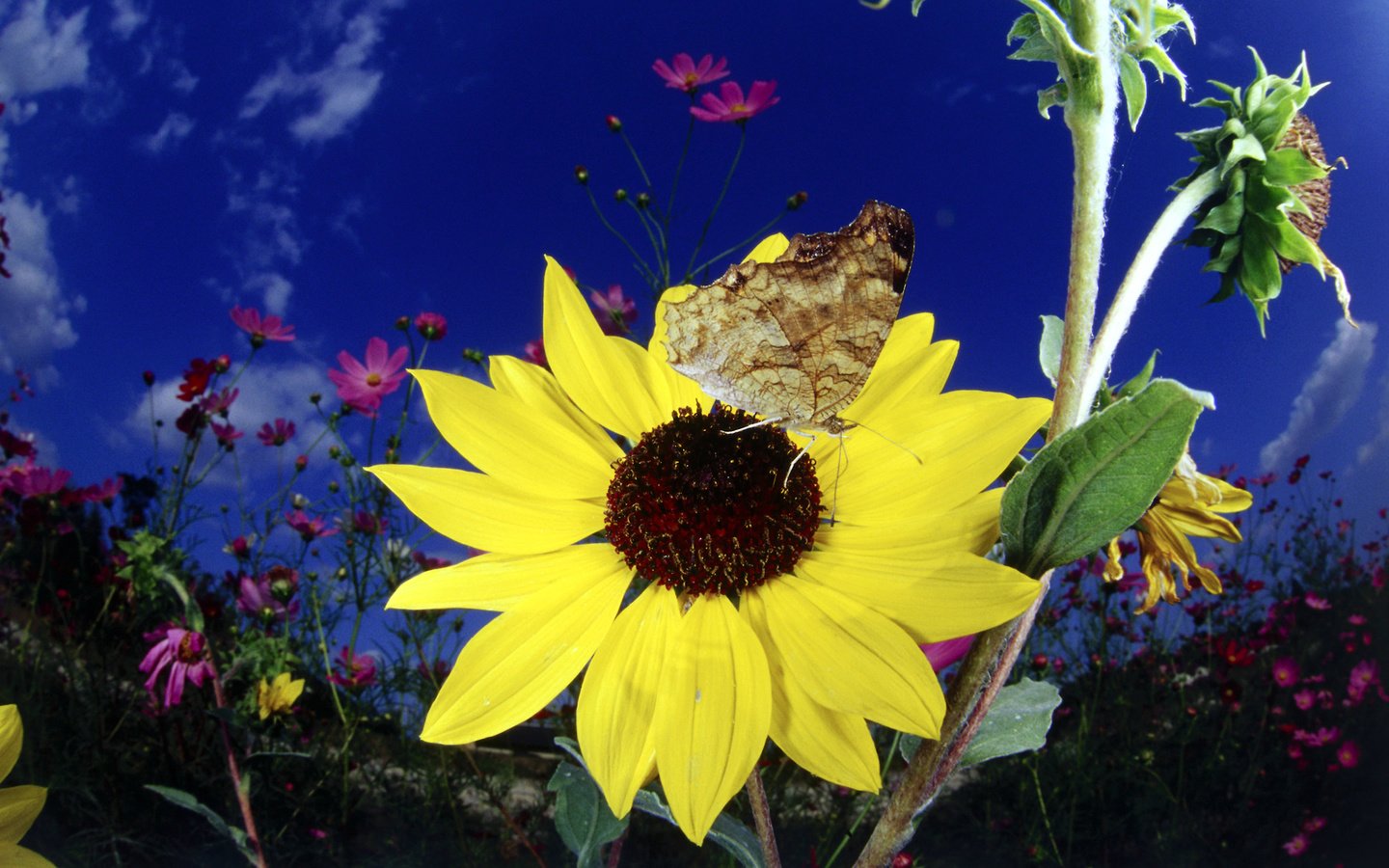Обои цветок, бабочка, подсолнух, флора, бабочка на подсолнухе, flower, butterfly, sunflower, flora, butterfly on a sunflower разрешение 1920x1200 Загрузить