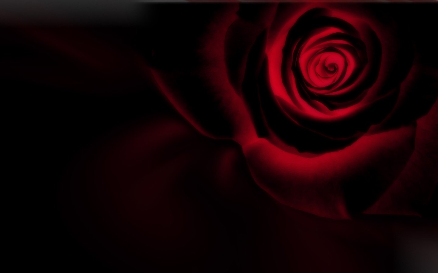 Обои роза, черный фон, инверсия, rose, black background, inversion разрешение 2560x1600 Загрузить