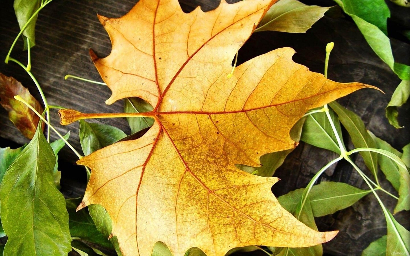 Обои осень, кленовый лист, autumn, maple leaf разрешение 1920x1200 Загрузить