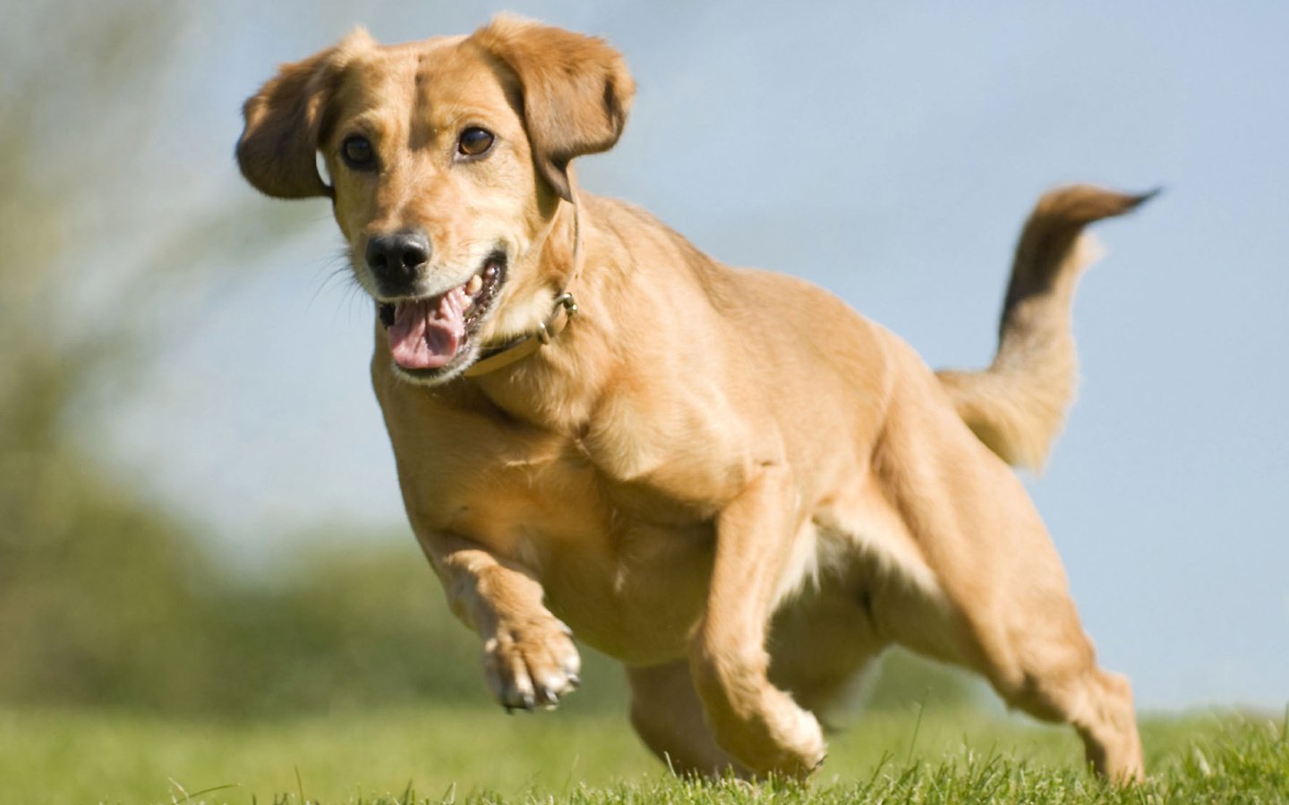 Обои бег, ретривер, running, retriever разрешение 1920x1200 Загрузить