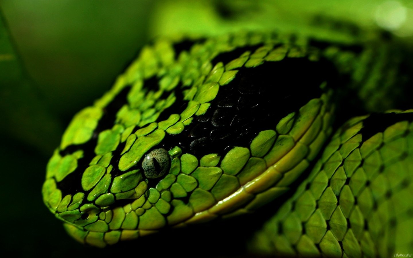 Обои змея, зеленая, snake, green разрешение 1920x1200 Загрузить