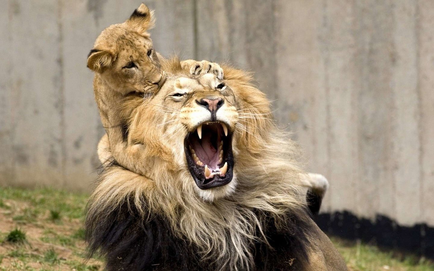 Обои игра, львы, лев, оскал, львёнок, детеныш, the game, lions, leo, grin, lion, cub разрешение 1920x1200 Загрузить