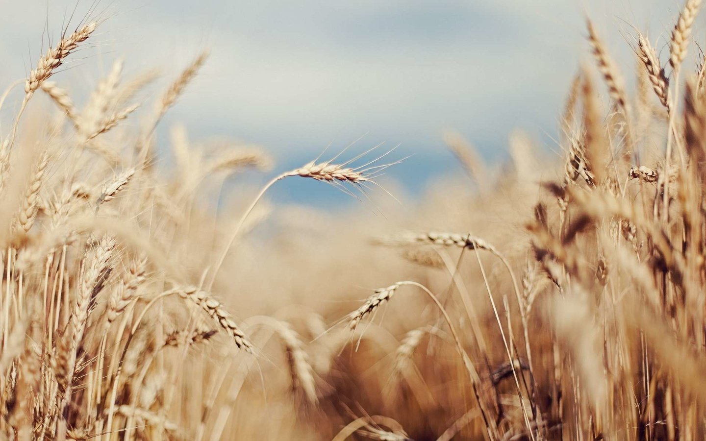 Обои небо, поле, лето, колосья, пшеница, злаки, the sky, field, summer, ears, wheat, cereals разрешение 1920x1200 Загрузить