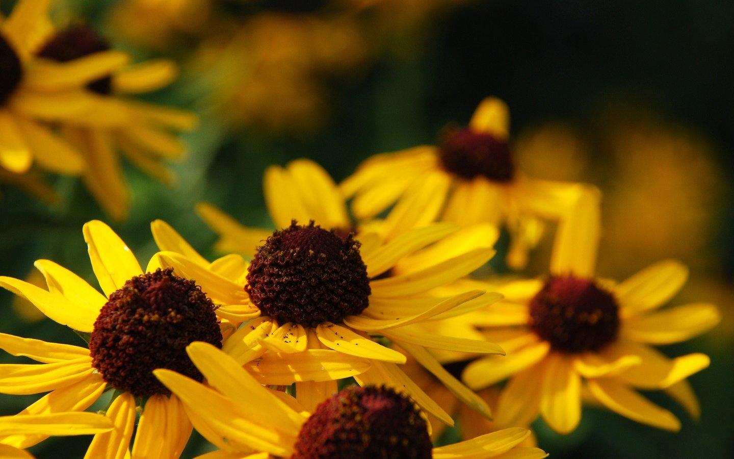 Обои цветы, макро, лепестки, желтые, рудбекия, flowers, macro, petals, yellow, rudbeckia разрешение 3872x2592 Загрузить