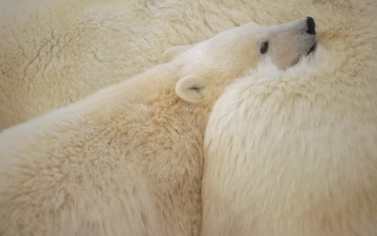 Обои белые, медведи, белый медведь, полярные, северные, white, bears, polar bear, polar, north разрешение 1920x1200 Загрузить