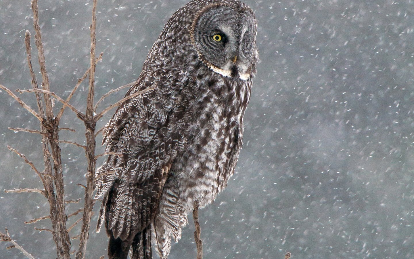 Обои сова, снег, дерево, зима, птица, бородатая неясыть, неясыть, owl, snow, tree, winter, bird, great grey owl разрешение 1920x1440 Загрузить