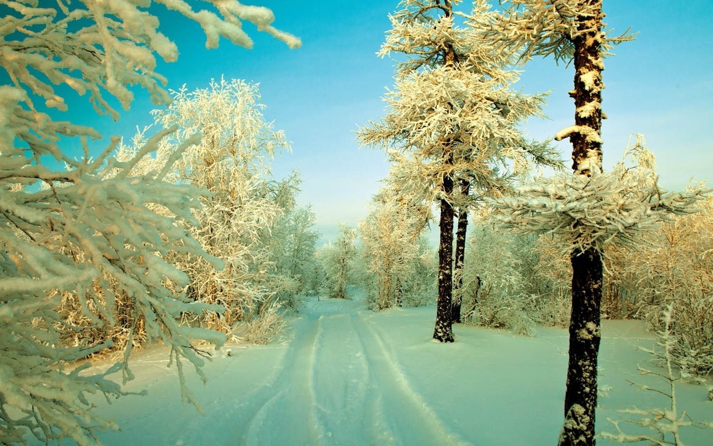 Обои небо, дорога, снег, дерево, лес, зима, иней, заснеженные деревья, the sky, road, snow, tree, forest, winter, frost, snow covered trees разрешение 2560x1600 Загрузить