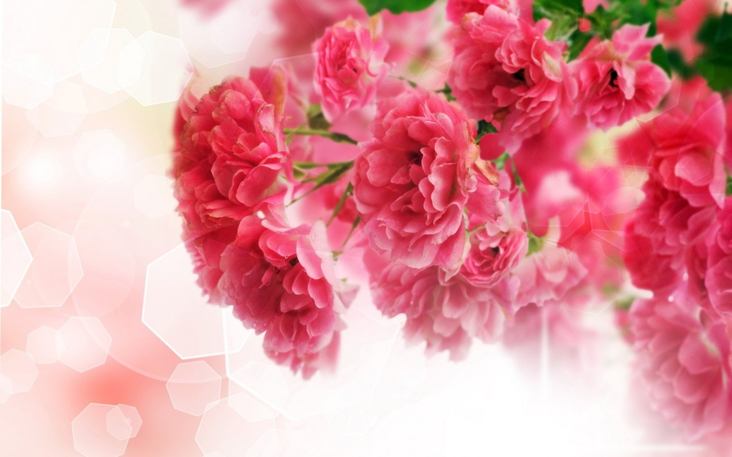 Обои цветы, листья, блики, розовые, гвоздики, flowers, leaves, glare, pink, clove разрешение 2560x1600 Загрузить