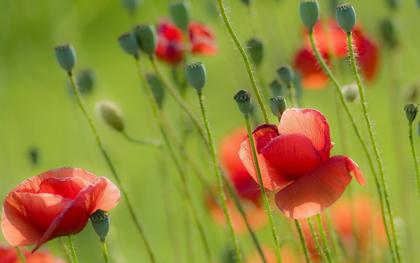 Обои цветы, природа, поле, лето, красные, маки, flowers, nature, field, summer, red, maki разрешение 1920x1280 Загрузить