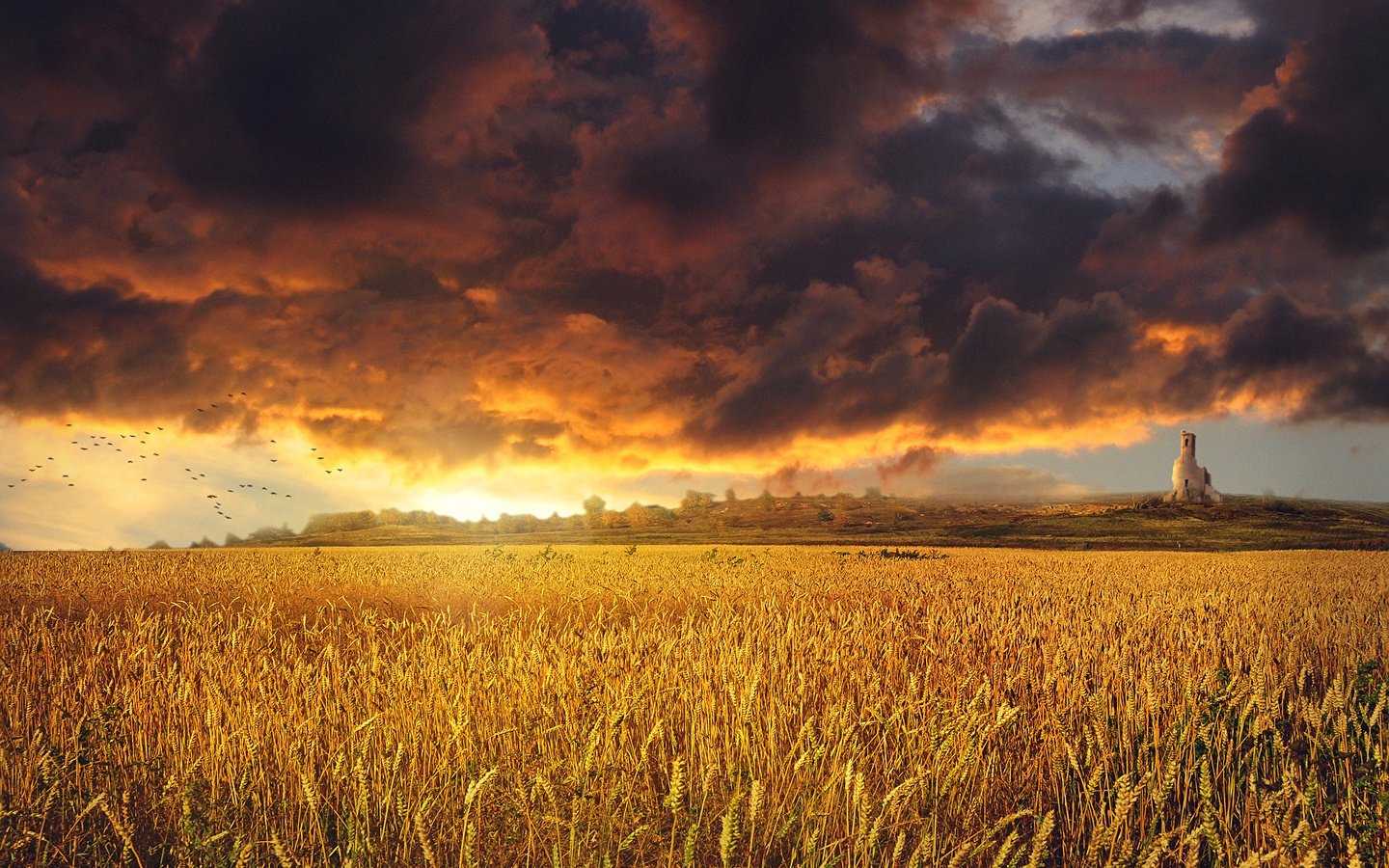 Обои небо, облака, закат, тучи, пейзаж, поле, колосья, пшеница, the sky, clouds, sunset, landscape, field, ears, wheat разрешение 1920x1230 Загрузить