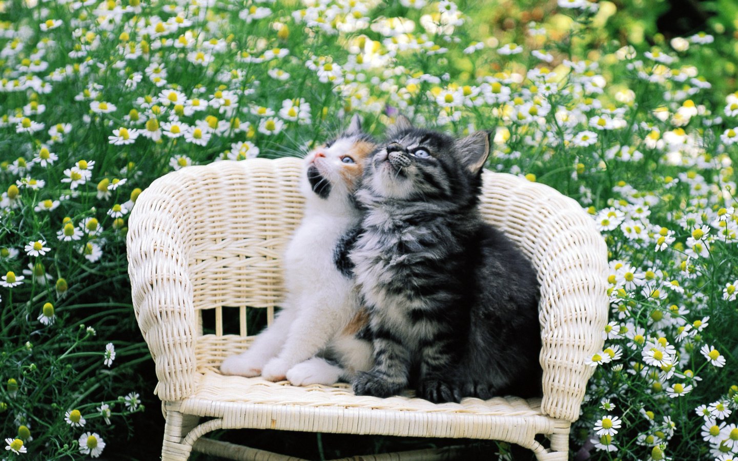 Обои цветы, стул, ромашки, кошки, котята, двое, flowers, chair, chamomile, cats, kittens, two разрешение 1920x1200 Загрузить