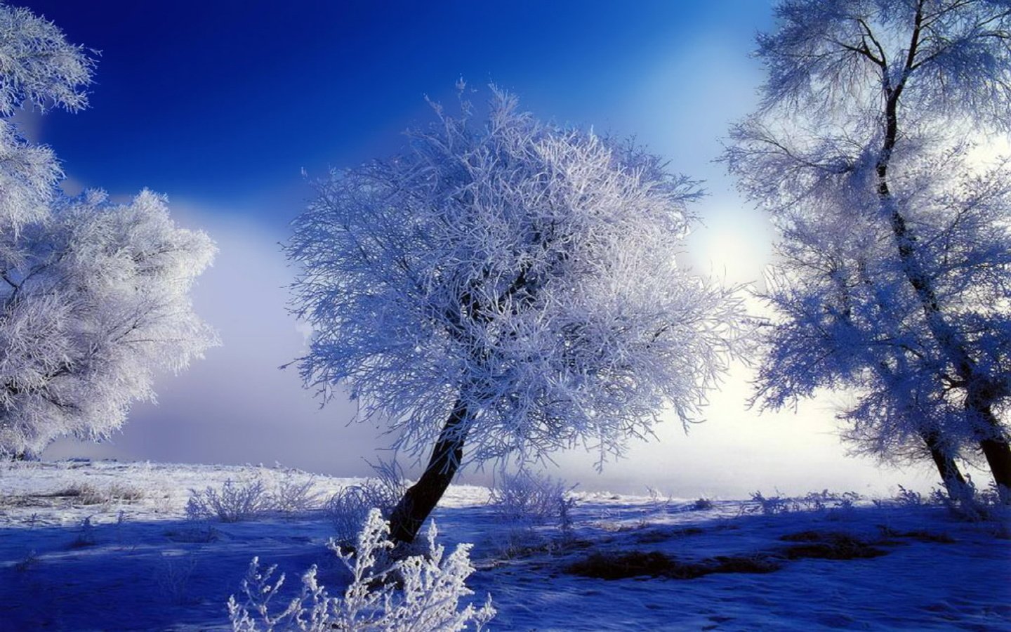Обои деревья, снег, зима, синий, иней, белый, trees, snow, winter, blue, frost, white разрешение 1920x1200 Загрузить