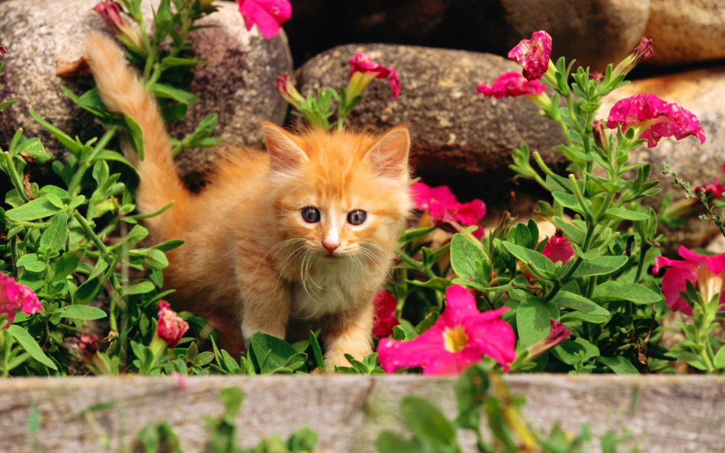 Обои цветы, камни, кошка, котенок, рыжий, flowers, stones, cat, kitty, red разрешение 1920x1200 Загрузить