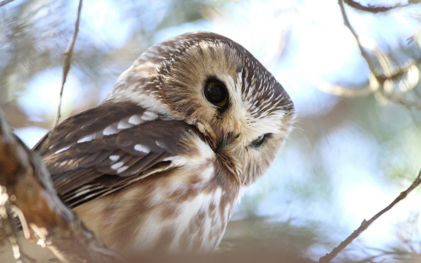 Обои сова, природа, лес, ветви, птица, воробьиный сыч, owl, nature, forest, branch, bird, pygmy owl разрешение 1920x1200 Загрузить