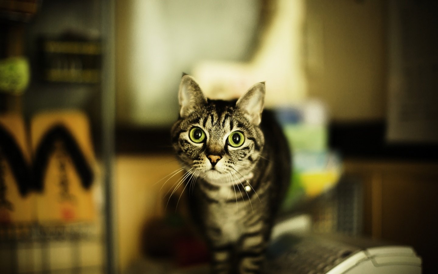 Обои кот, кошка, взгляд, дом, зеленые глаза, полосатый, cat, look, house, green eyes, striped разрешение 2048x1365 Загрузить