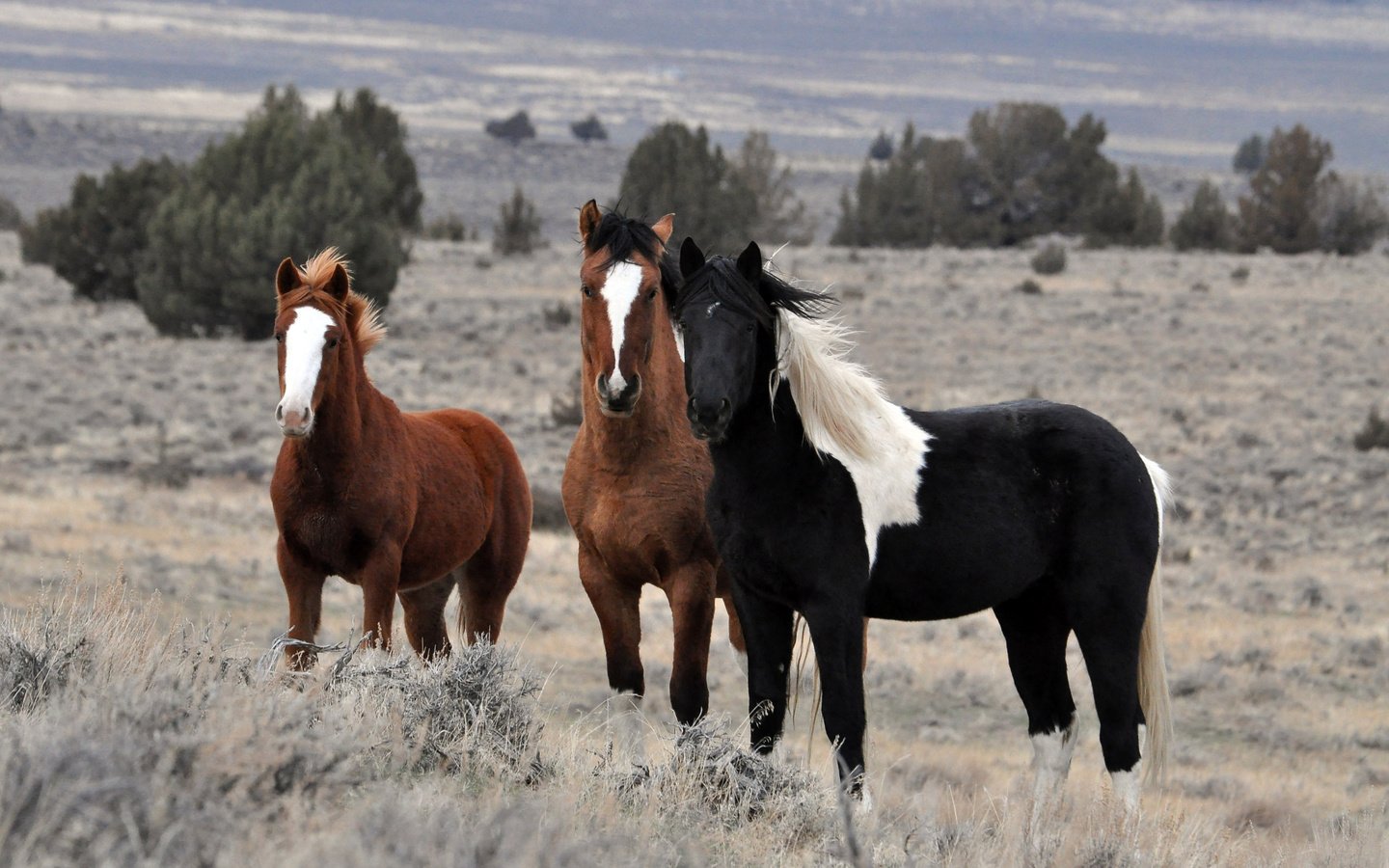 Обои природа, поле, лошади, кони, стадо, жеребцы, nature, field, horse, horses, the herd, stallions разрешение 2560x1600 Загрузить