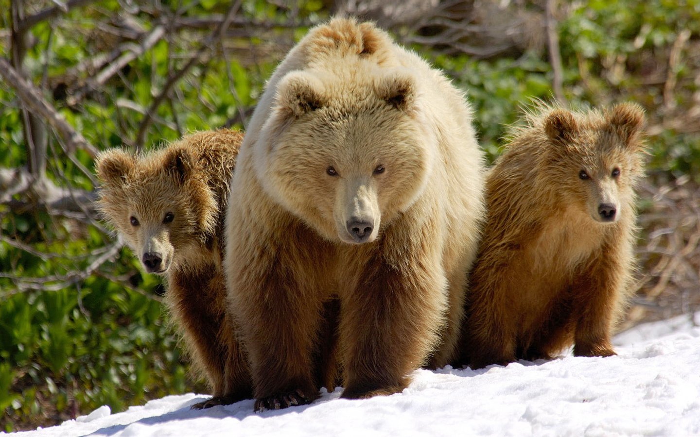 Обои снег, медведь, весна, семья, два, медведи, бурый, медведица, медвежонка, snow, bear, spring, family, two, bears, brown разрешение 1920x1080 Загрузить