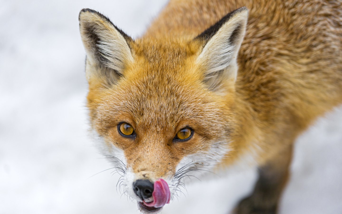 Обои морда, взгляд, рыжая, лиса, лисица, язык, face, look, red, fox, language разрешение 2048x1363 Загрузить