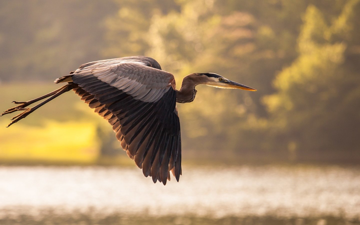 Обои вода, полет, птица, пруд, цапля, water, flight, bird, pond, heron разрешение 2560x1486 Загрузить