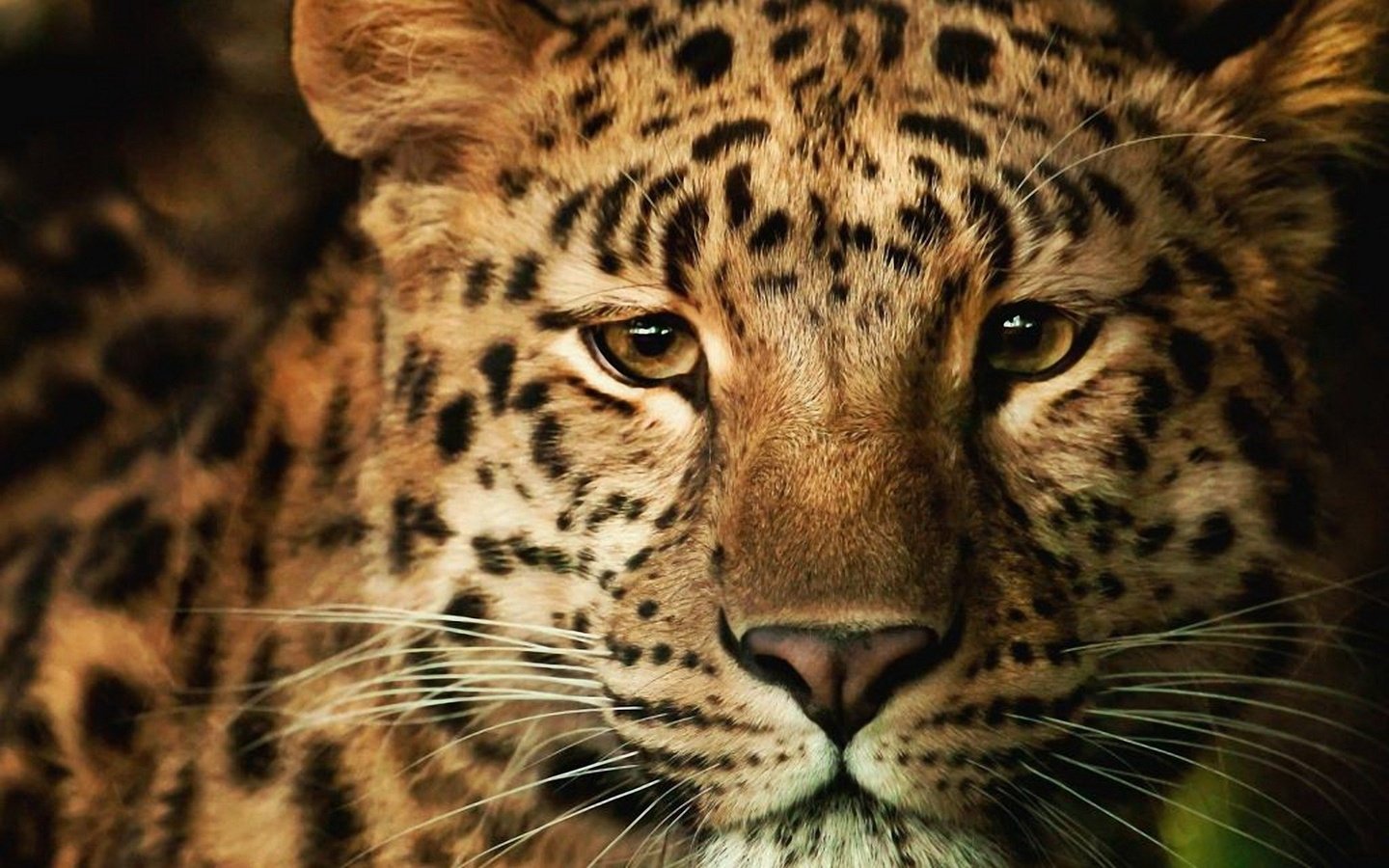 Обои морда, усы, кошка, леопард, хищник, face, mustache, cat, leopard, predator разрешение 2560x1600 Загрузить