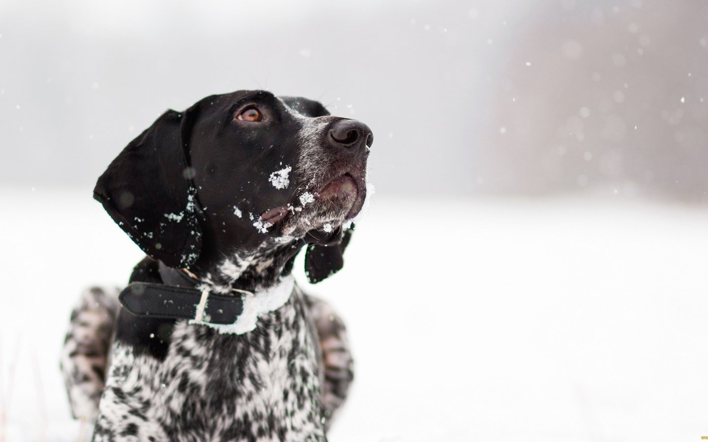 Обои снег, зима, собака, друг, ошейник, snow, winter, dog, each, collar разрешение 2560x1440 Загрузить