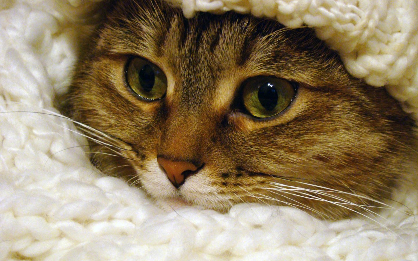 Обои глаза, кот, мордочка, усы, кошка, взгляд, шарф, eyes, cat, muzzle, mustache, look, scarf разрешение 2592x1944 Загрузить