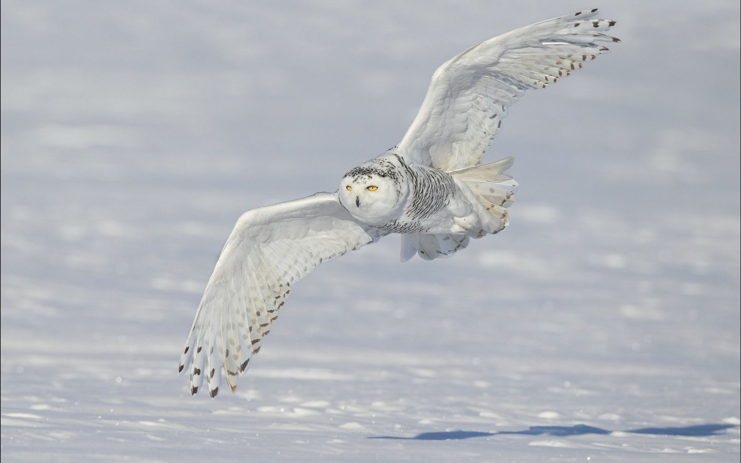 Обои снег, зима, крылья, полярная сова, белая сова, snow, winter, wings, snowy owl, white owl разрешение 2560x1600 Загрузить