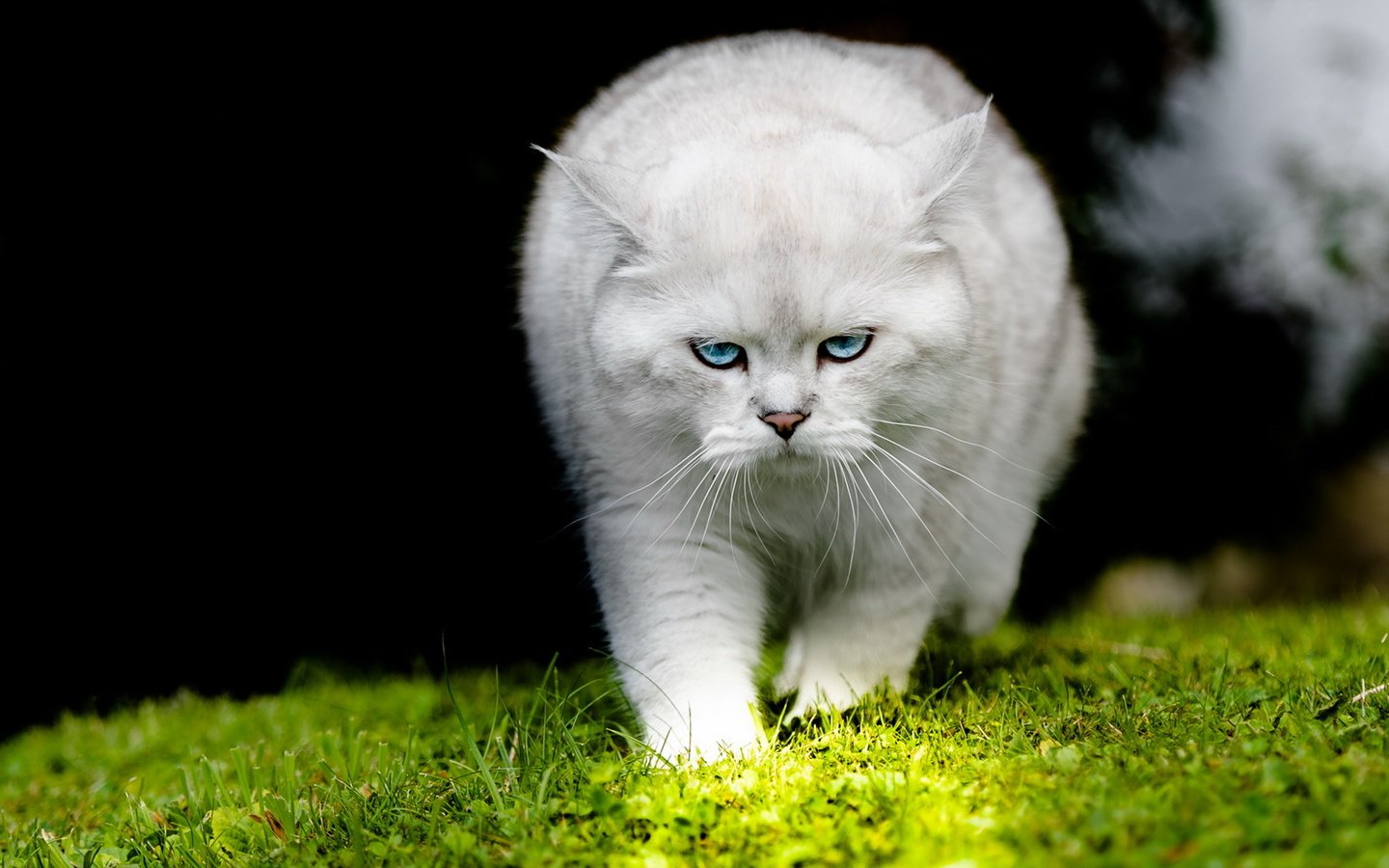 Обои кот, кошка, взгляд, белый, cat, look, white разрешение 1920x1200 Загрузить