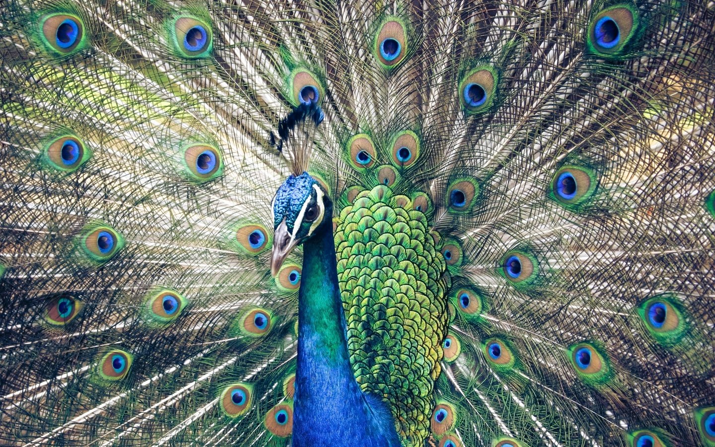 Обои птицы, павлин, перья, хвост, birds, peacock, feathers, tail разрешение 2048x1365 Загрузить