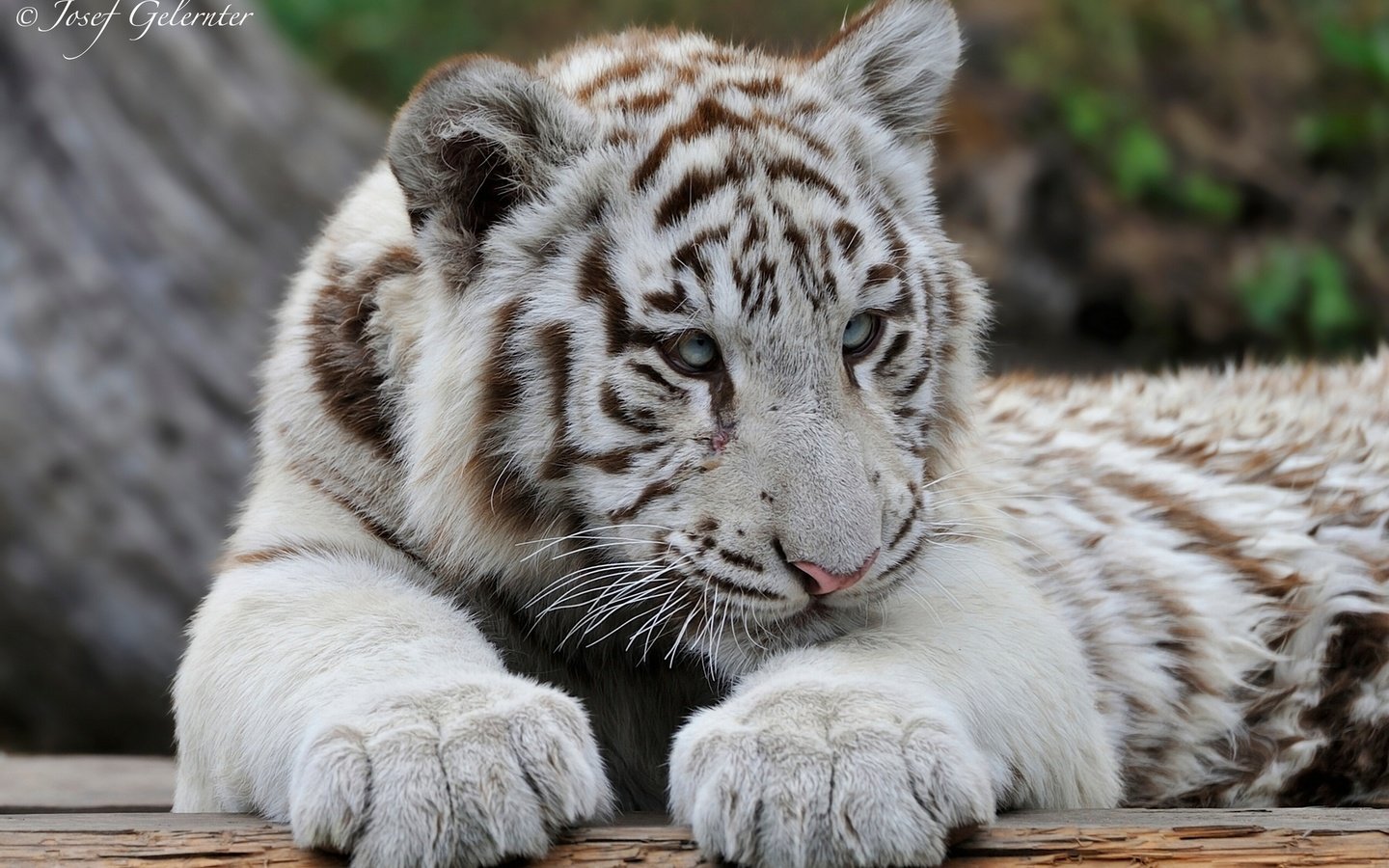 Обои тигр, белый, хищник, тигренок, оррр, tiger, white, predator разрешение 2048x1362 Загрузить
