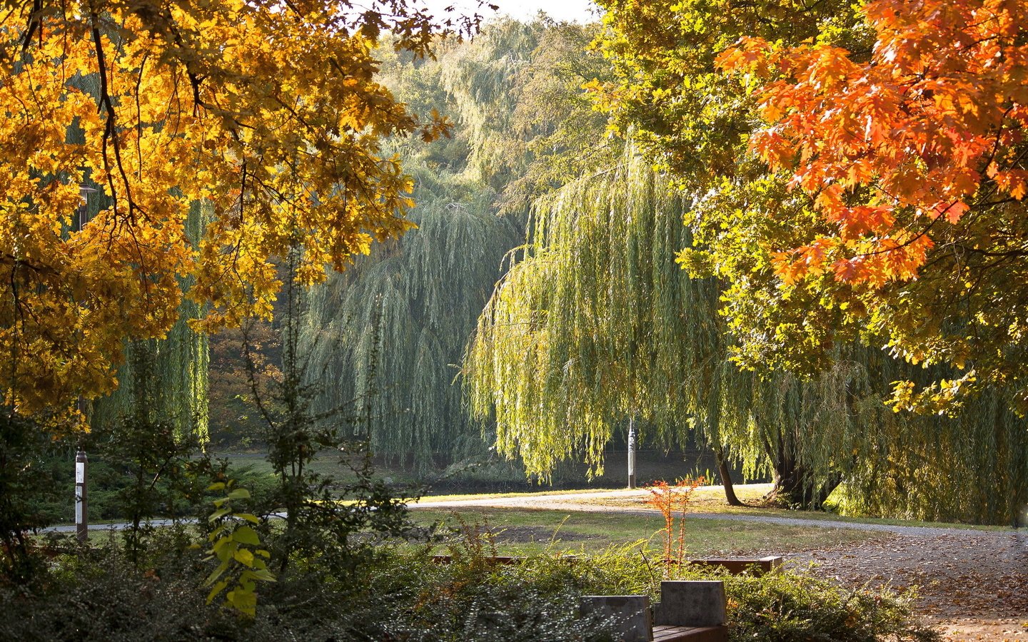Обои деревья, парк, осень, скамейка, плакучие ивы, trees, park, autumn, bench, weeping willows разрешение 2304x1536 Загрузить