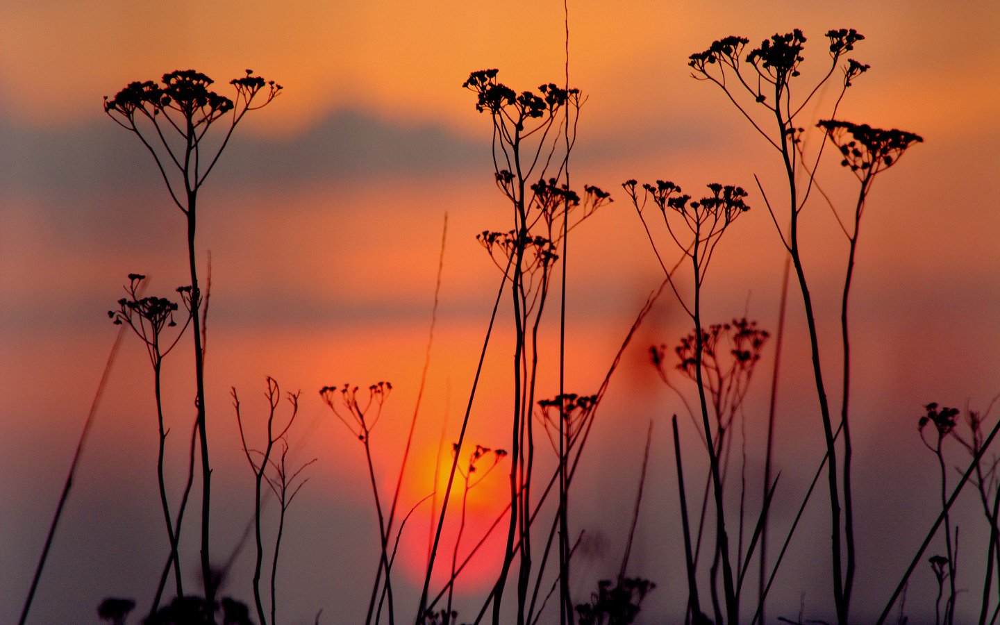 Обои небо, облака, вечер, закат, силуэт, растение, the sky, clouds, the evening, sunset, silhouette, plant разрешение 2048x1364 Загрузить