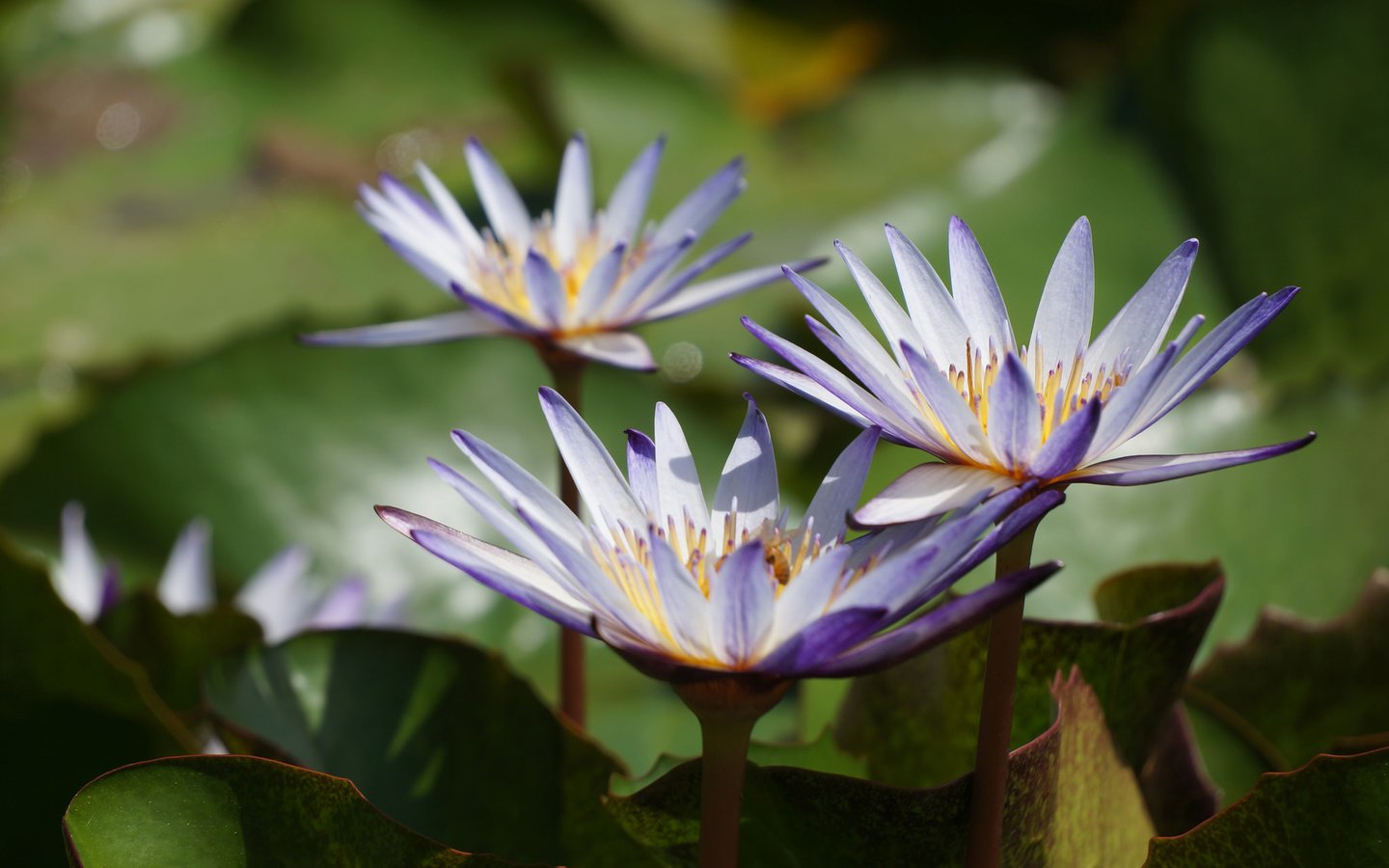 Обои цветы, вода, листья, кувшинки, водяные лилии, flowers, water, leaves, water lilies разрешение 2048x1361 Загрузить