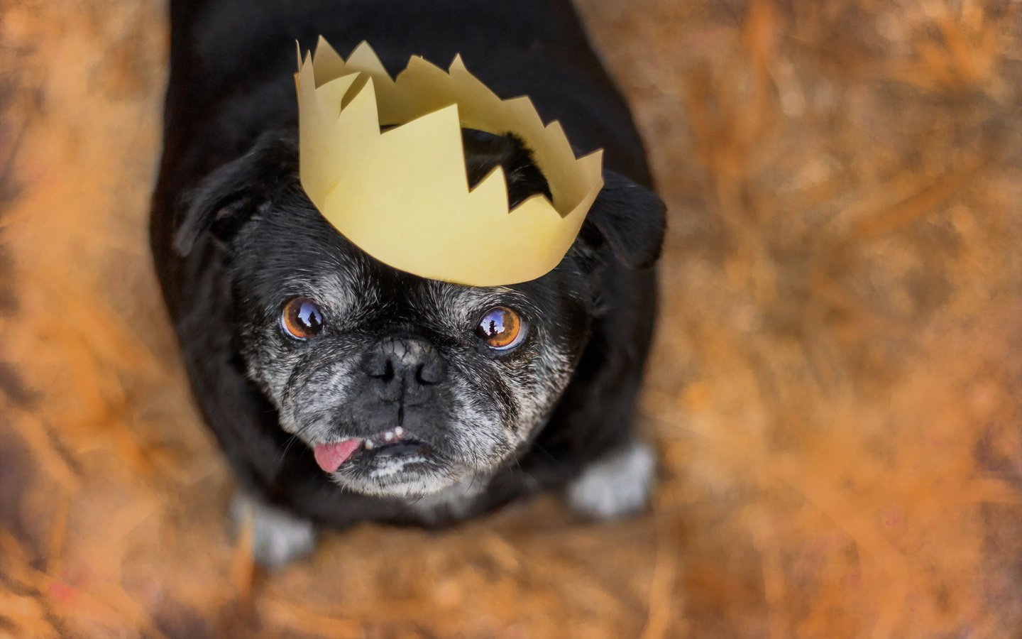 Обои взгляд, собака, друг, корона, мопс, look, dog, each, crown, pug разрешение 2048x1365 Загрузить