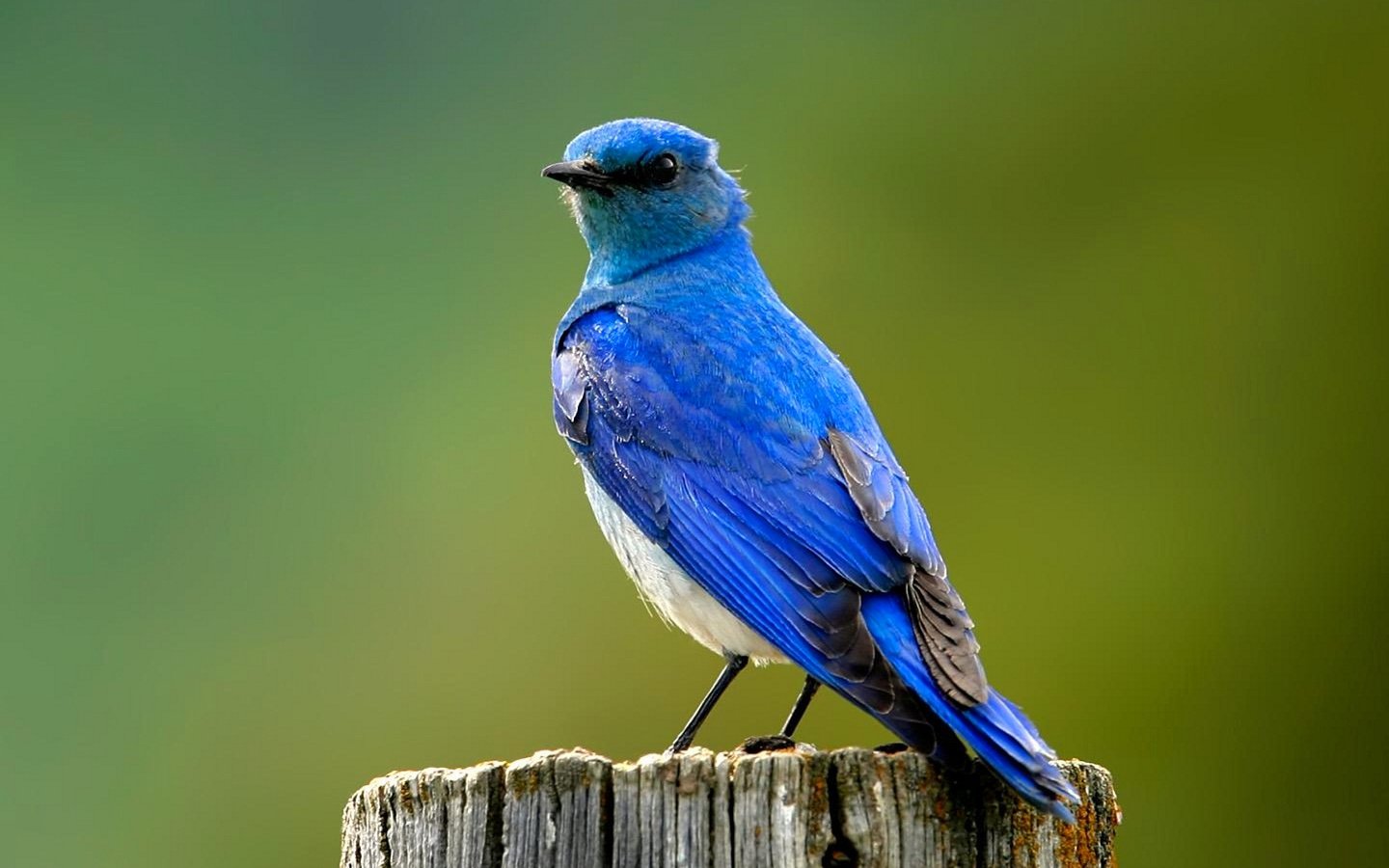 Обои птица, синяя, пенек, bird, blue, stump разрешение 1920x1080 Загрузить