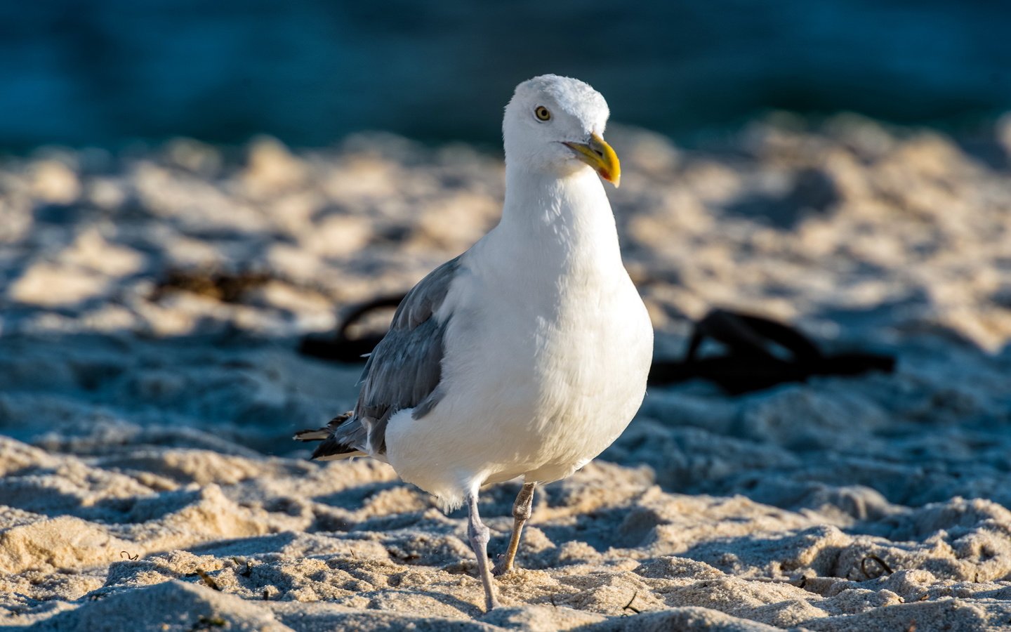 Обои природа, песок, чайка, птицы, nature, sand, seagull, birds разрешение 2560x1600 Загрузить