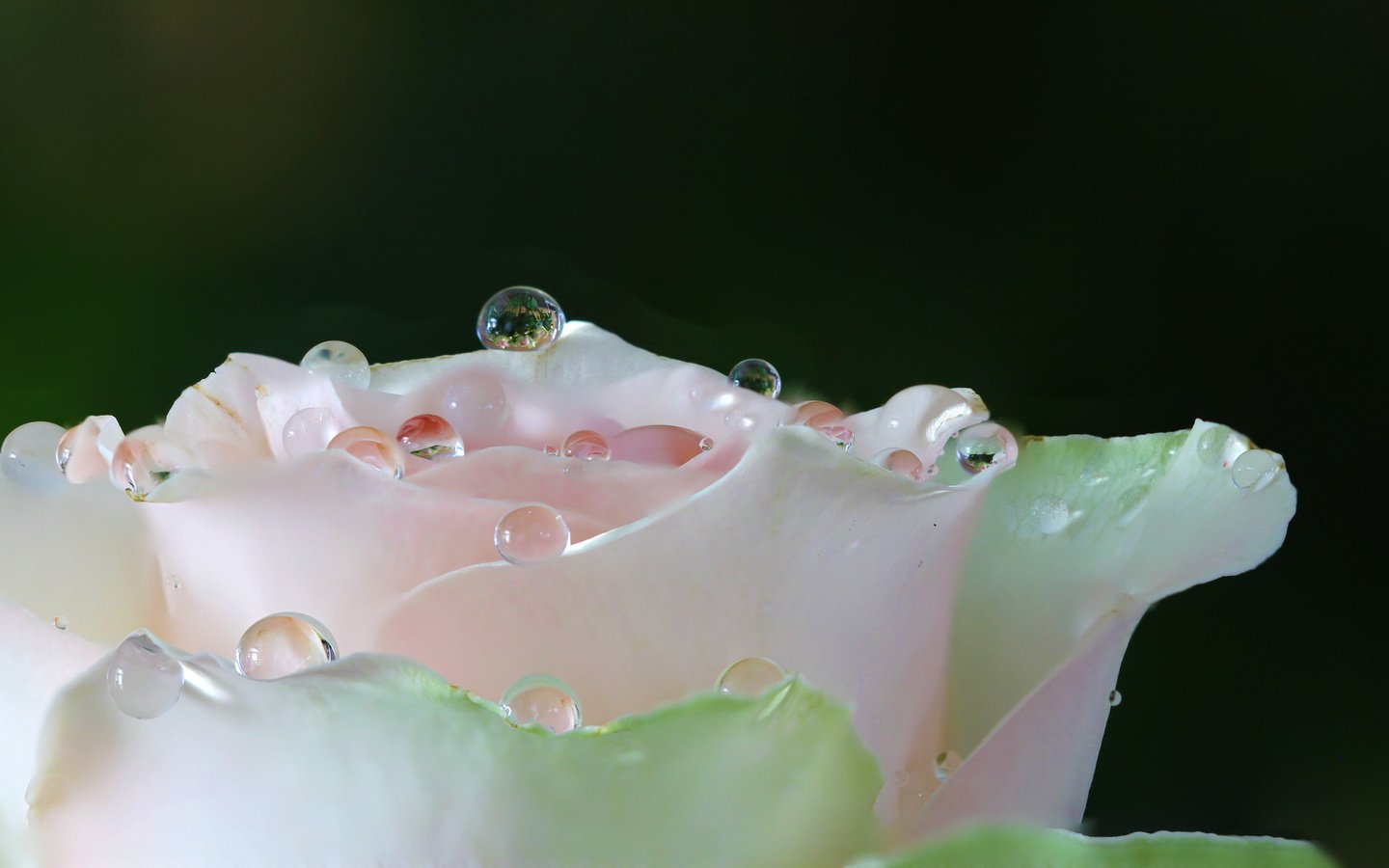 Обои вода, макро, цветок, роса, капли, роза, лепестки, белая, water, macro, flower, rosa, drops, rose, petals, white разрешение 2048x1235 Загрузить