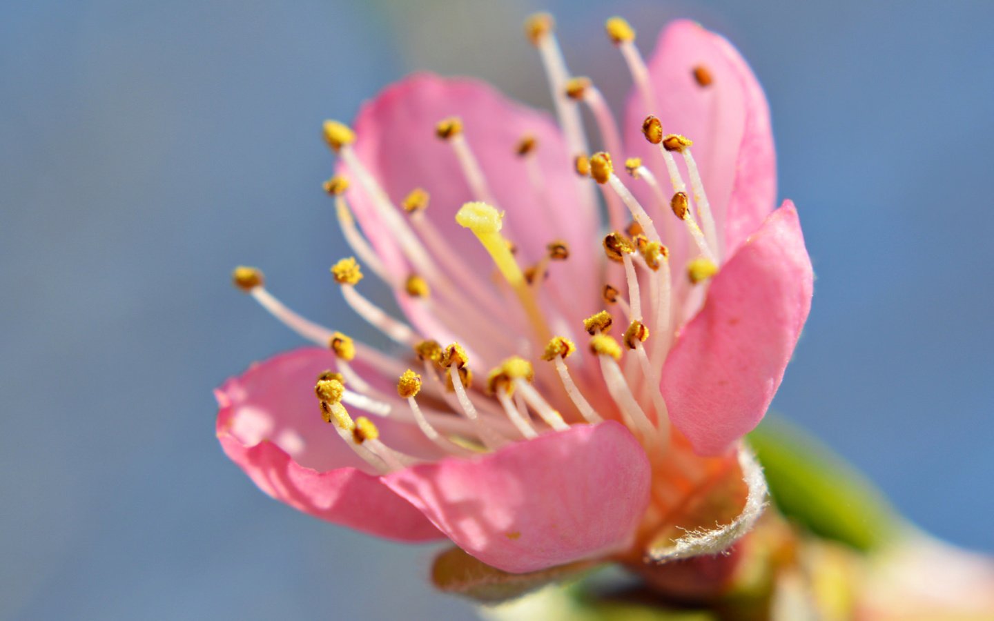 Обои небо, цветок, лепестки, сад, тычинки, весна, the sky, flower, petals, garden, stamens, spring разрешение 2048x1362 Загрузить