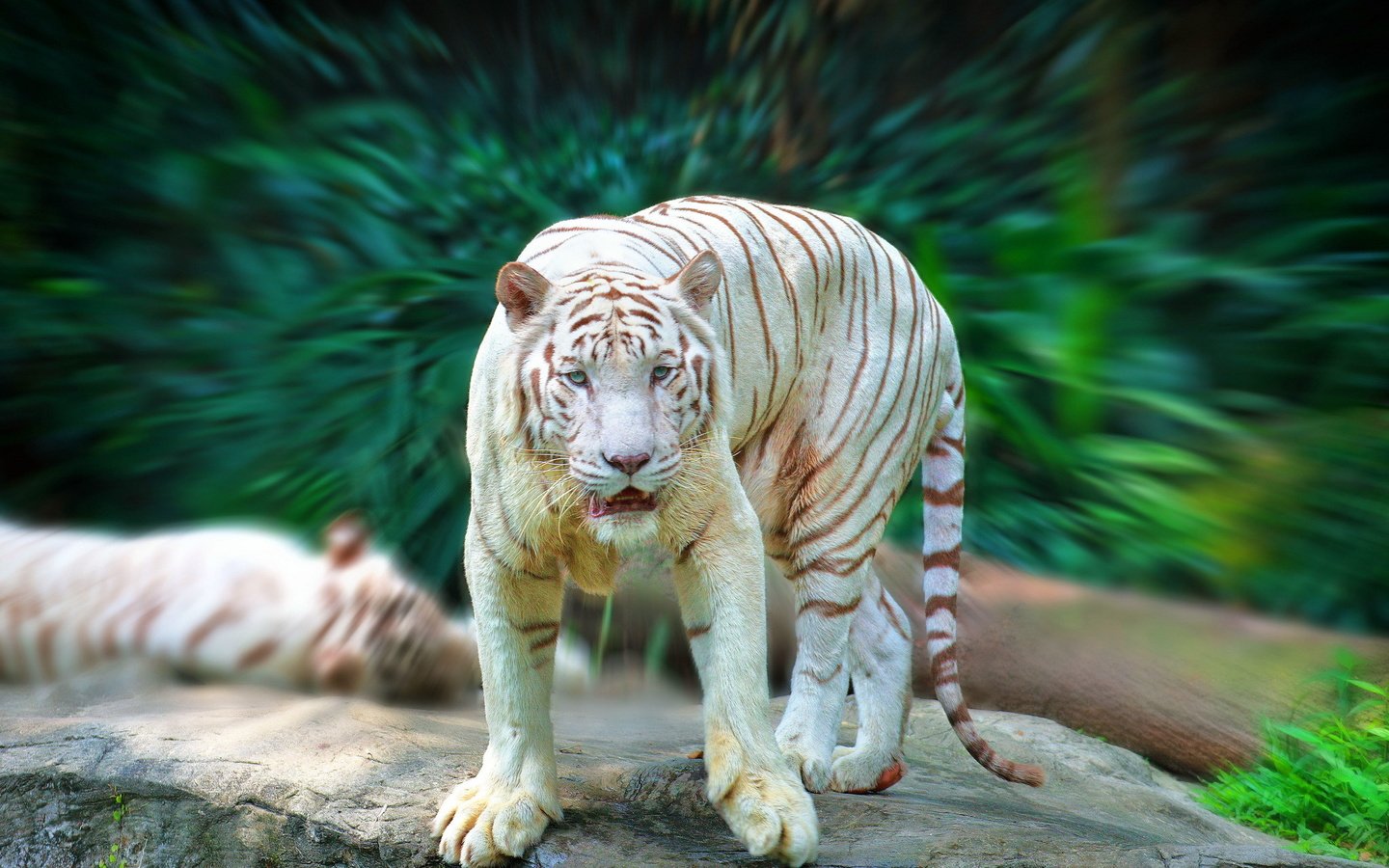Обои тигр, зелень, взгляд, белый, хищник, tiger, greens, look, white, predator разрешение 2048x1365 Загрузить