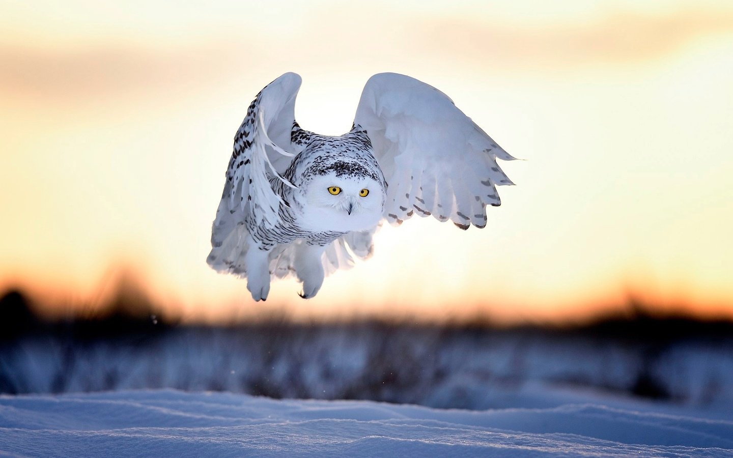 Обои вечер, снег, закат, зима, птица, полярная сова, белая сова, bubo scandiacus, nyctea scandiaca, the evening, snow, sunset, winter, bird, snowy owl, white owl разрешение 2000x1333 Загрузить