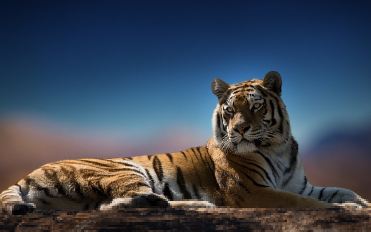 Обои тигр, взгляд, хищник, окрас, tiger, look, predator, color разрешение 1920x1080 Загрузить