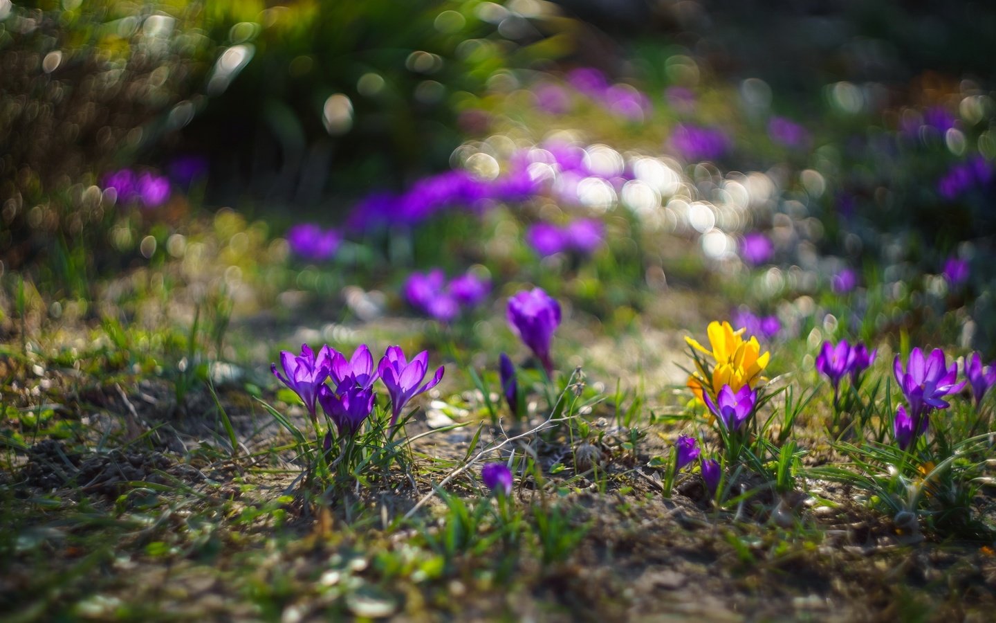 Обои цветы, природа, весна, крокусы, боке, sorin mutu, flowers, nature, spring, crocuses, bokeh разрешение 2560x1707 Загрузить