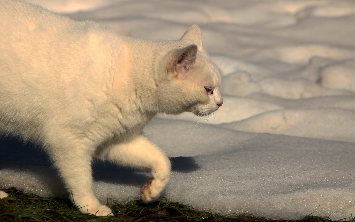 Обои снег, кот, кошка, белый, ошка, snow, cat, white, oshka разрешение 2048x1265 Загрузить